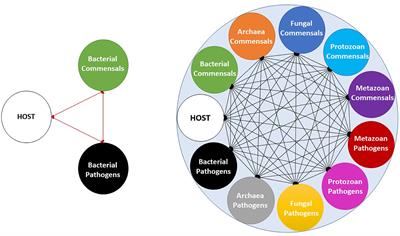 The micro-eukaryotic community: An underrated component of the mammalian gut microbiota?